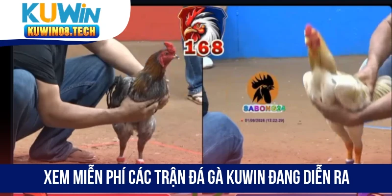 Xem miễn phí các trận Đá gà Kuwin đang diễn ra